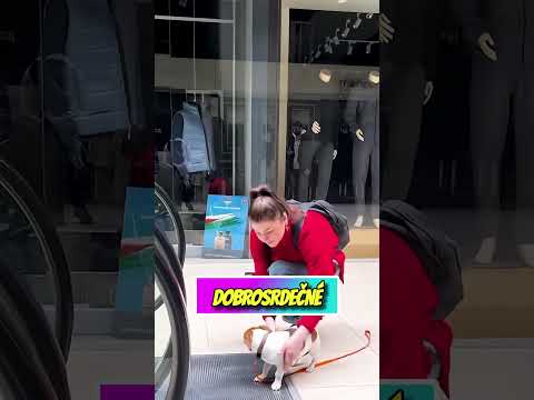 Tenhle pes se polekal! 🐶😨😂