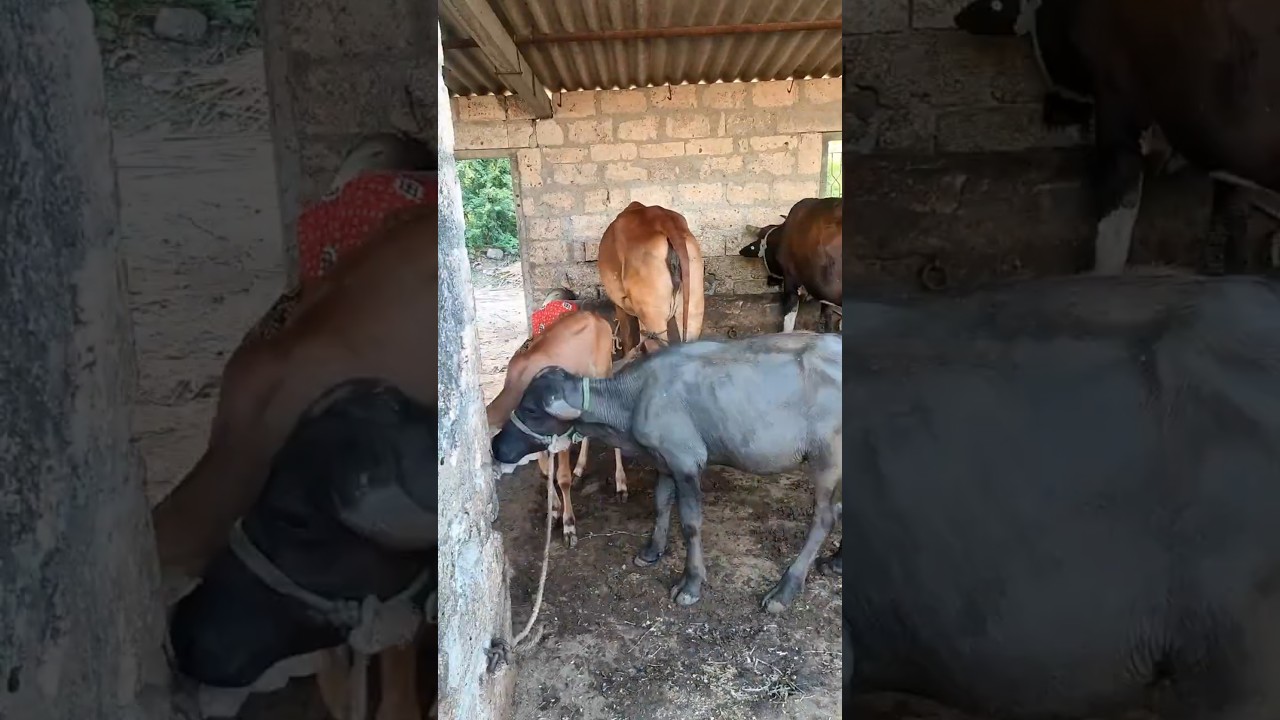 Order Video
