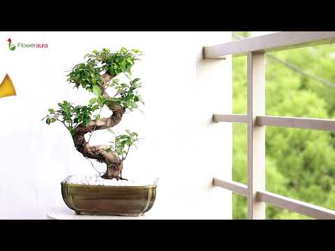 Best bonsai tree for indoors in India from FlowerAura