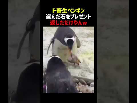 ド畜生ペンギン 盗んだ石をプレゼントする