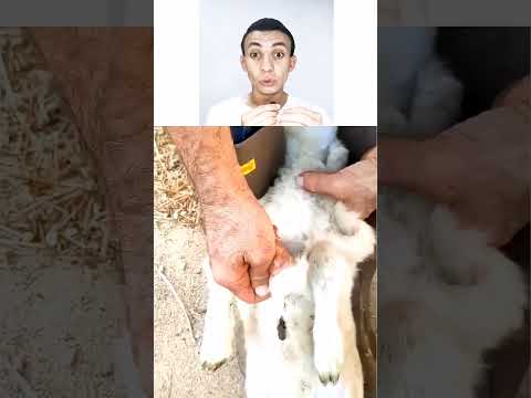 فعل شيء عجيب لكي تتقبل الأم هذا الخروف الصغير