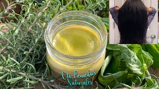 Acelera el Crecimiento del Cabello con Albahaca y Romero 🌿🌱🍃