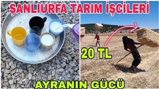 BALYA BAŞI 20 TL~ŞANLIURFA'LI ABİLER~HASTANEDEN ÖNCE SON DÜZLÜK