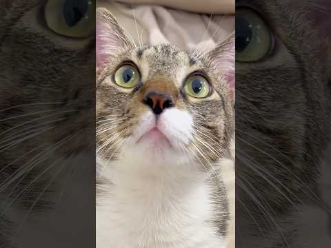 Cat scratches everywhere ๐ #cats #funny