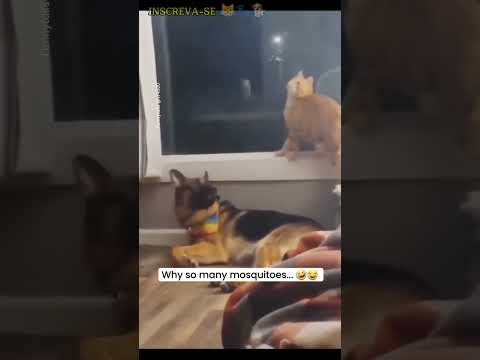 🔴 TENTE NÃO RIR - Animais Engraçados Ep275 🐾🐕😹