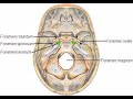 Cranial Foramina and Nerves