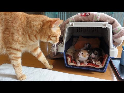 【生後16日】赤ちゃん猫を我が子のように心配する先住猫