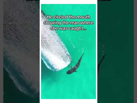 Shark saves whale! #wholesome #wildlife