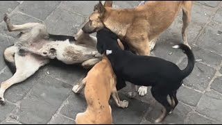 Unique street dogs 🐕