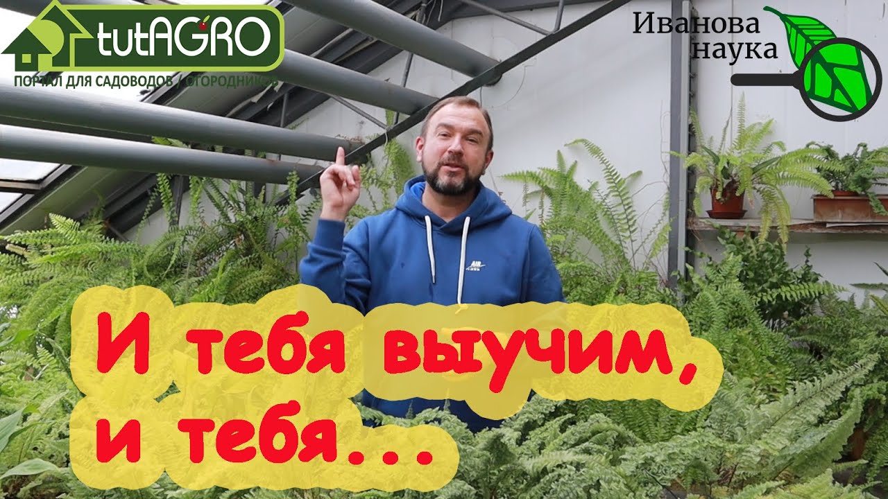 Научная пятница. Ликвидация безграмотности. Сорт, столбур и можно ли заразиться вирусом мозаики?