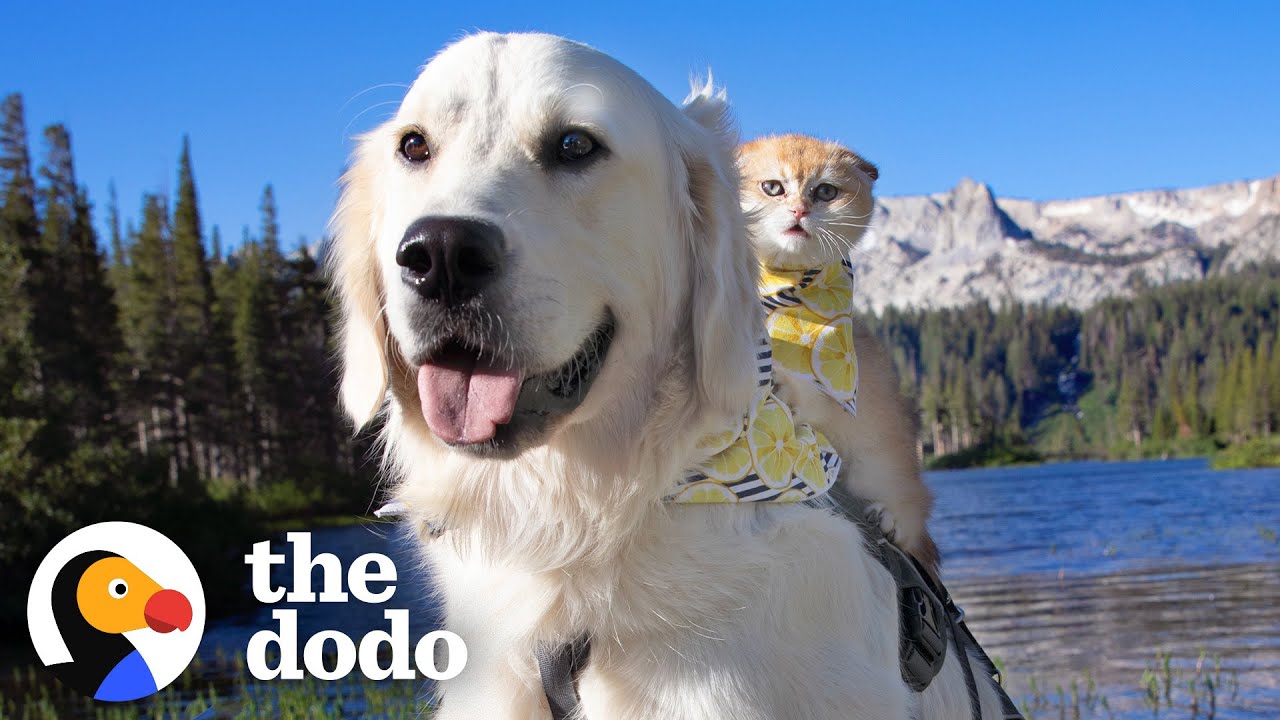 Service Dog Wasn't Playful Until He Met His Kitten Sister