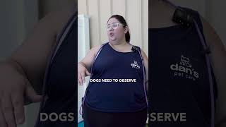Our lead trainer Step is back to talk about how to approach and interact with nervous dogs.