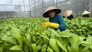 1703 / Thay mặt người chị ở Mỹ tặng cải xanh cho bà con