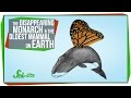 Monarch Butterflies and Bowhead Whales: A Study in Conservation and Longevity