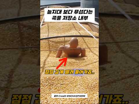 에? 곡물 저장소에 빠지면 X되는 이유