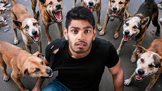 I Investigated India's Stray Dogs Problem