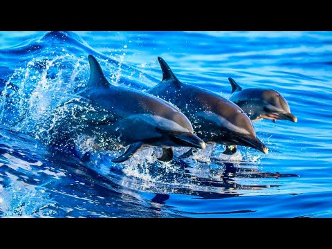 Calming Music for Inner Healing – Restore Peace, Balance & Mental Clarity