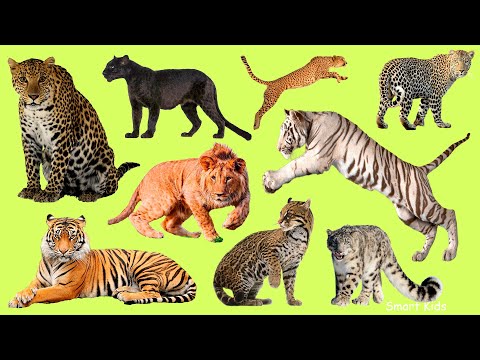 Learn names Greatest Big Cats  in English  | Learn Sounds of Greatest Big Cats for Kids