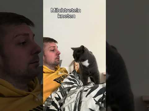 Anzeichen, dass deine Katze plant dich loszuwerden! Teil 1 CatInfo #cat #catsofyoutube #katze