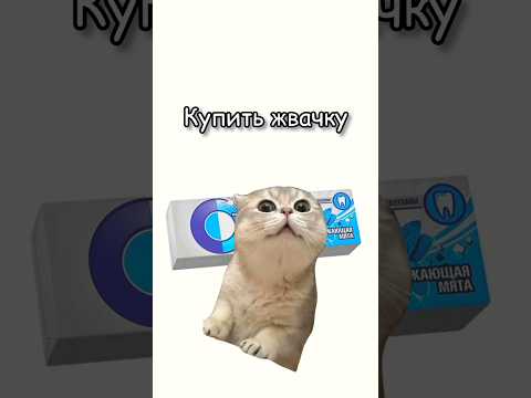 Жвачка:) #рекомендации #tiktok #кот #юмор #жиза #котики #футажи