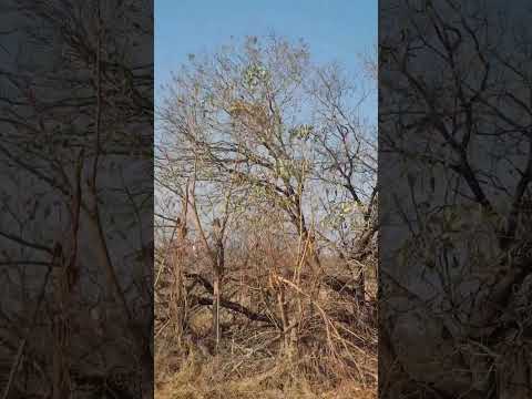 Leopard Cubs Skillfully Catch Squirrel in Thrilling Tree Top Chase!