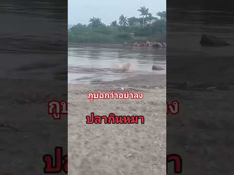 ไปบอกหมา มันจะฟังรู้เรื่องไหม ,#funny #fail #viralvideo #animal