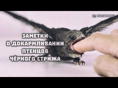 Заметки о докармливании птенцов чёрного стрижа // Clever Cricket