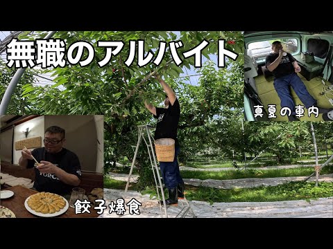 【趣味の車上生活】45歳無職のアルバイト！さくらんぼ収穫と伝説の裏メニュー爆食！
