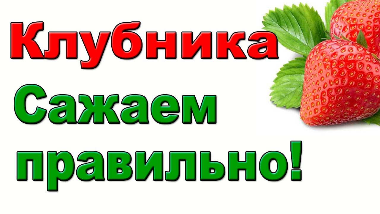 Как правильно посадить клубнику. Сентябрь. Подробно для начинающих