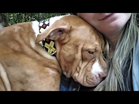Abandoned dog keeps hugging humans