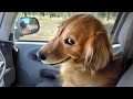 Understanding Dog Behavior and Traits