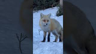 A red fox in yellowstone Nationalpark #yellowstone #redfox #wildlife