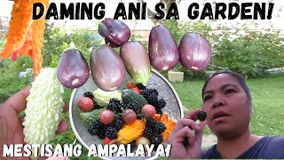 BUHAY AMERIKA MAY TALONG NA AT MAY MESTISANG AMPALAYA NA RIN SA WAKAS GANDA NG KULAY NG ANI NATIN