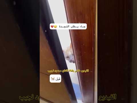 نعمل يلي ربي يقدرني عليه والباقي على الله عزوجل ربي يتقبلها حسنات بحقي وبحقكم متابعي الكرام 😭