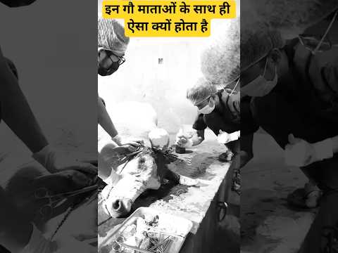 Watch Till End #sanatan #gaumata  #gaumatabhjan #cow #trending #trendingshorts #shorts