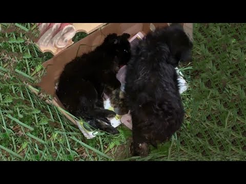 Two Abandoned Puppies in Critical Condition| Will Lucky Fate Smile on Both?