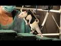 Spinal Cord Repair and Motivation
