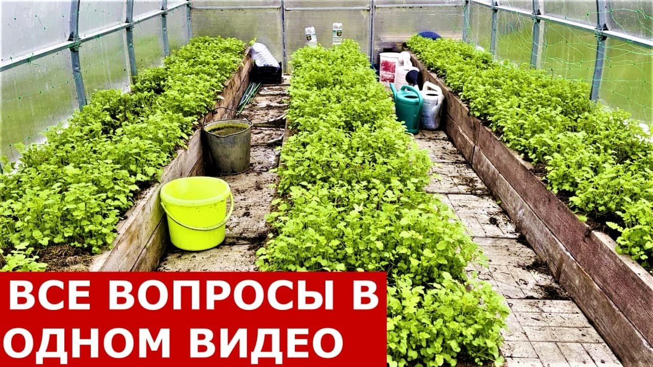 Всё о сидератах для новичков