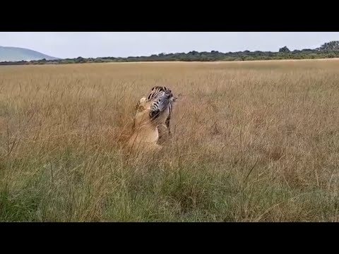 lioness attack a group of zebra bring down one adult video