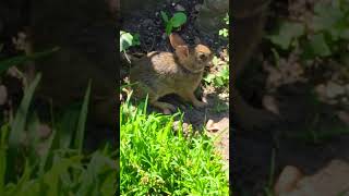 Rabbit in Greenburgh Nature Center (Scarsdale, New York)