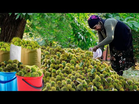 Harvesting Chestnuts and Making Pilaf with Chestnut | 2 Hour of Best Traditional Recipes