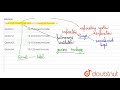 Respiratory System Concepts