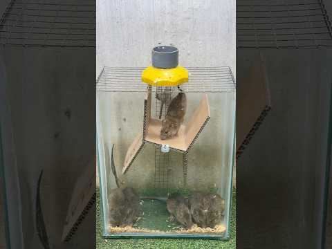 Rat traps creative/best spinning mouse trap #rattrap #mousetrap