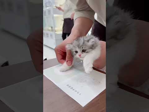 unbelievable owner made this cat Rich