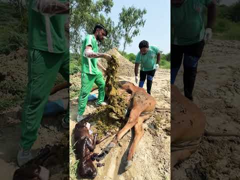 Jai gau Mata ๐ญ #like #comments #subscribe ๐๐ญ๐ญ