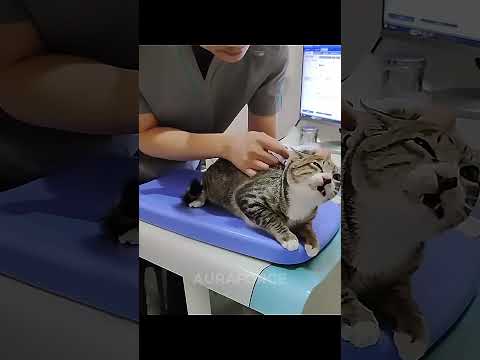 Other Cats Reaction To Injection