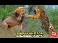 Singa vs Harimau: Pertarungan Kucing Besar
