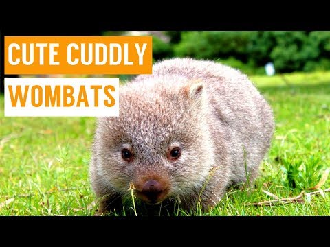 Wombat Wombat Security