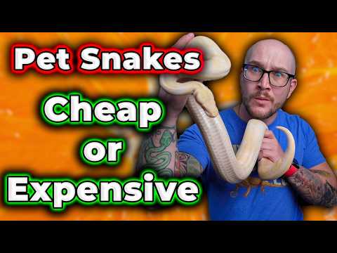 Pet Snakes Cost WAY LESS Than You Think! Here's How!