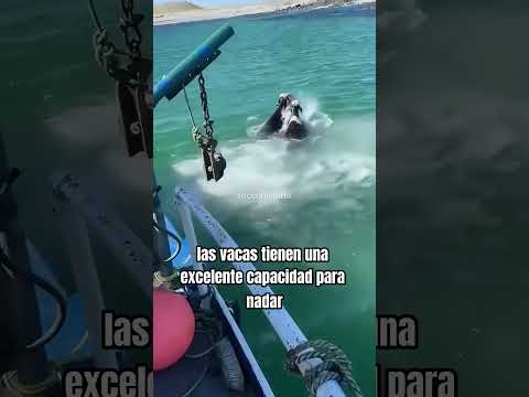 Vacas Nadadoras: El Insólito Viaje del Ganado en Alta Mar 🐄🌊🚢